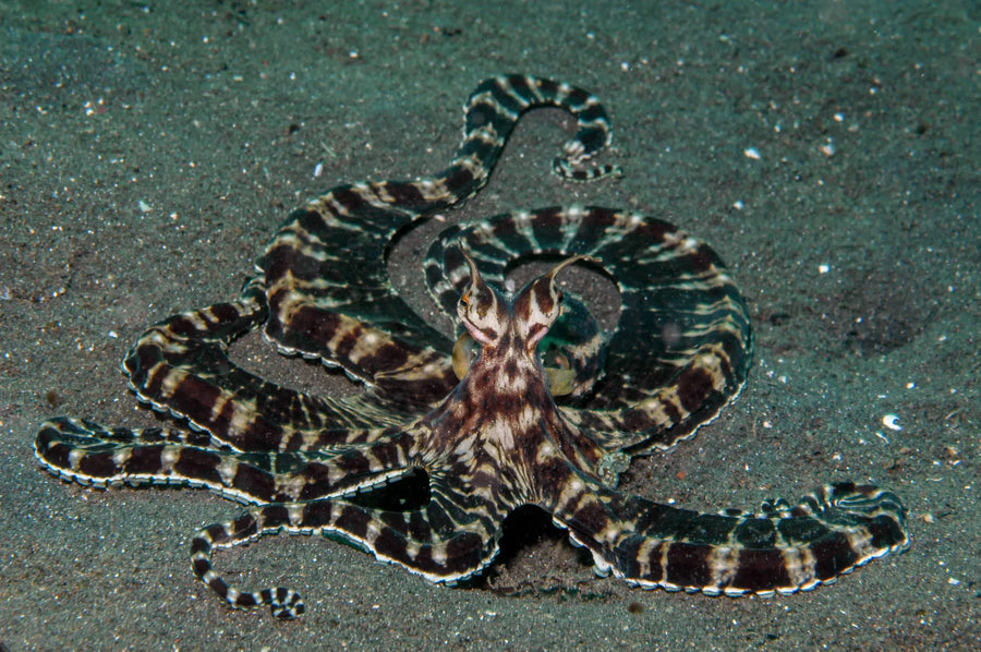 Indonesia: The Muck Diving Capital — Lembeh Strait