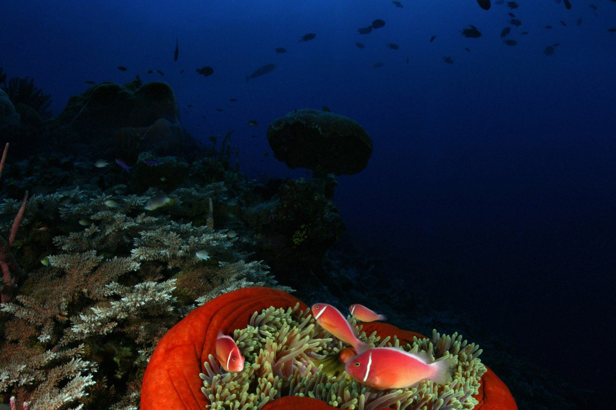 Kimbe Bay