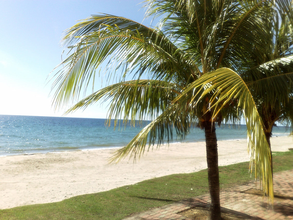 Palm tree beside a sandy beach on Labuan Island, Malaysia