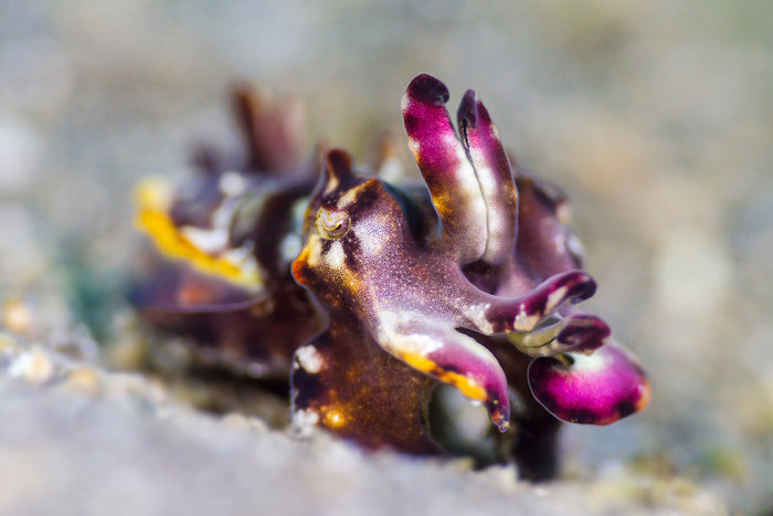 Lembeh Resort