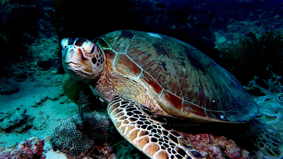 Celebes Explorer 9 — Sipadan & Mabul — 8 Days / 7 Nights