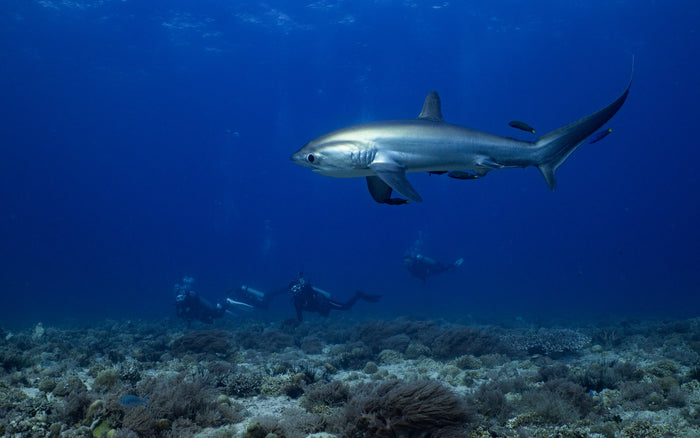 Thresher Shark Divers / Blanco Beach Resort