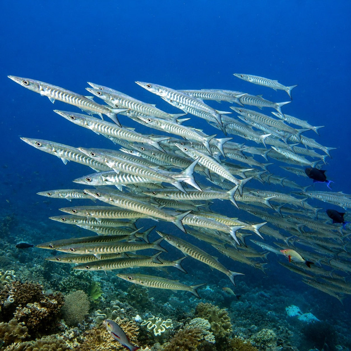 MARI — The Forgotten Islands & The Ring Of Fire — Maumere to Ambon — 13 Nights