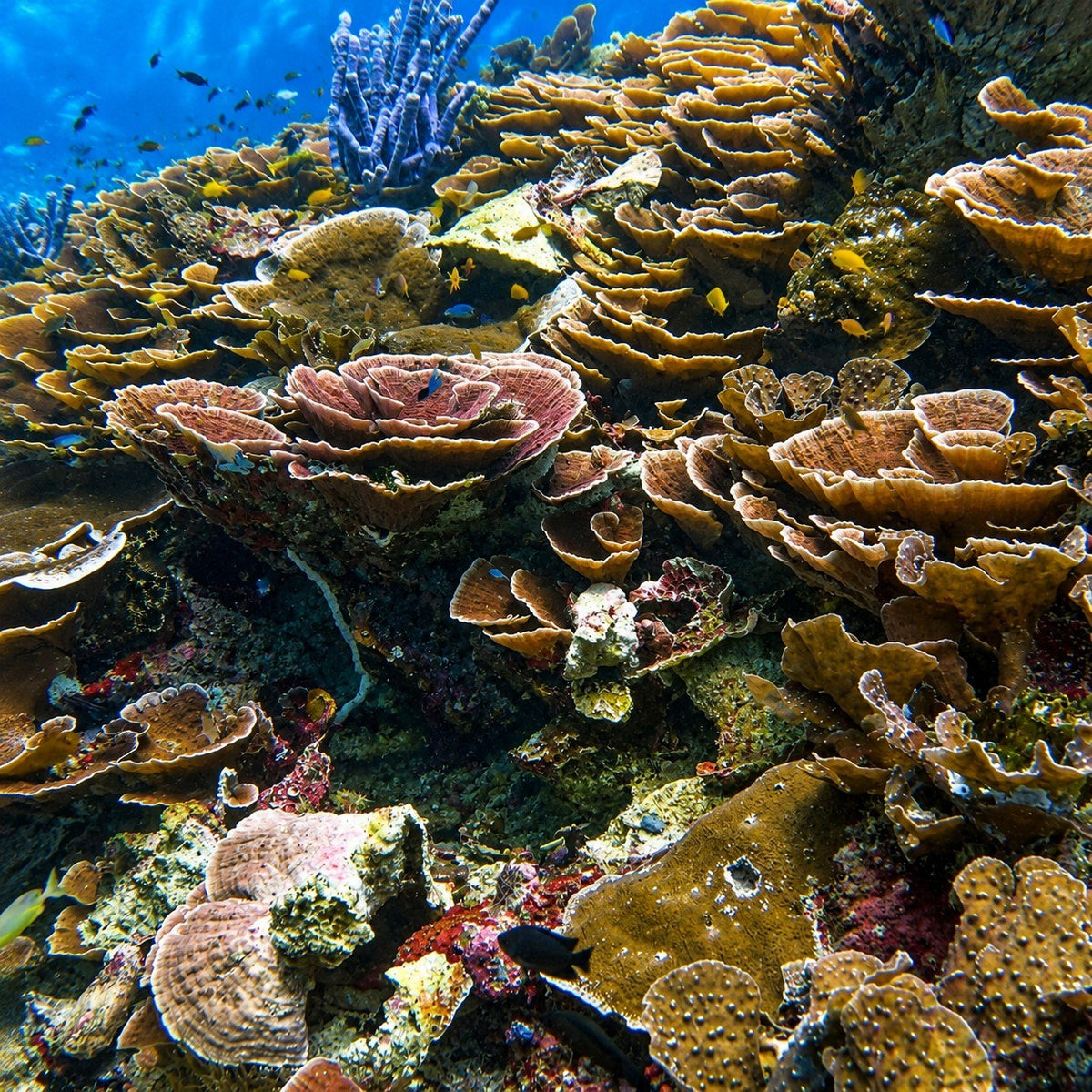 MARI — Raja Ampat: Central Region & Misool — Sorong to Sorong — 10 Nights