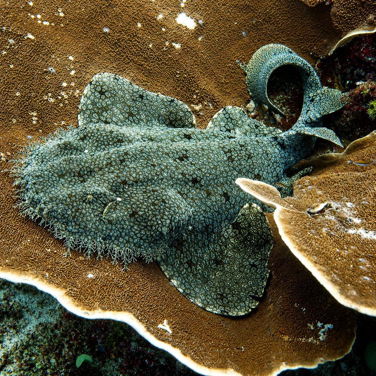MARI — Raja Ampat: Central Region & Misool — Sorong to Sorong — 10 Nights