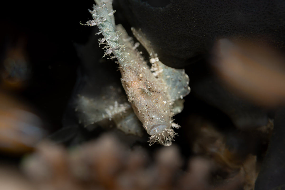 Leaf scorpionfish resting on a reef at Mataking Island, Malaysia