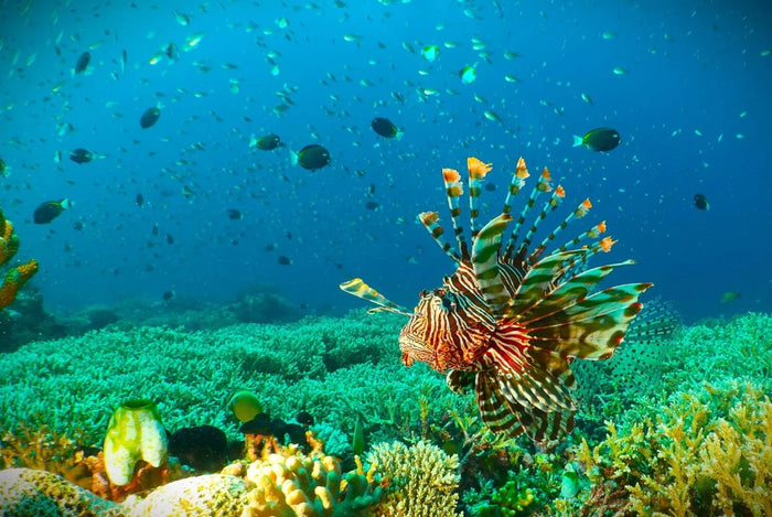 The Maulana Hotel / Banda Ocean Divers