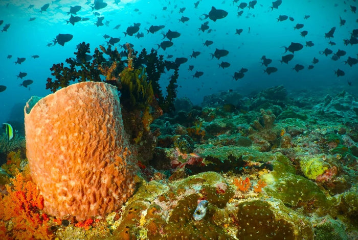 The Maulana Hotel / Banda Ocean Divers
