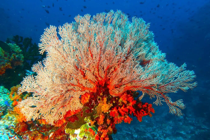 The Maulana Hotel / Banda Ocean Divers