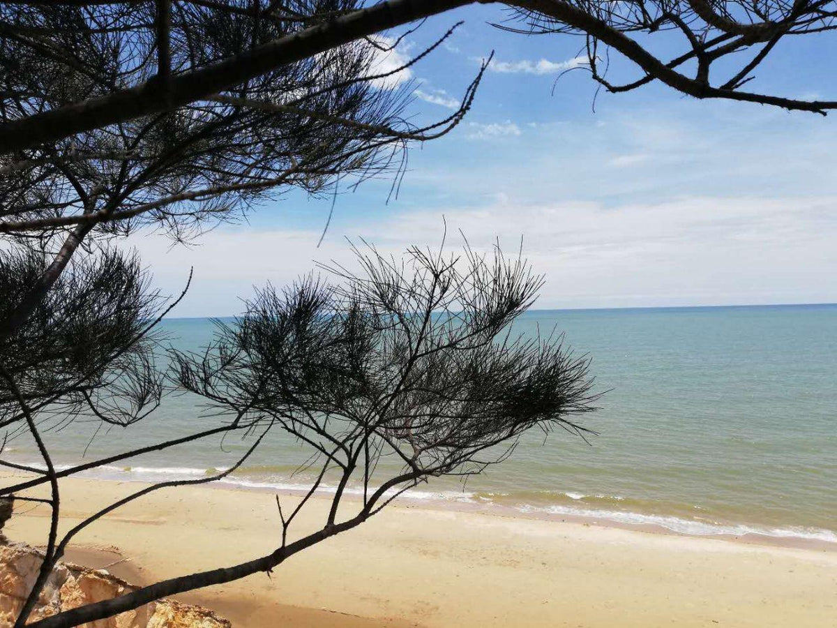 Trees framing the coast at Tusan Beach near Miri, Sarawak