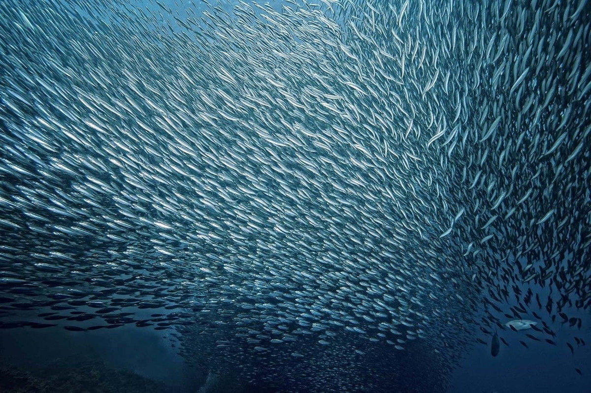 Sardine diving at Moalboal in the Visayas, Philippines