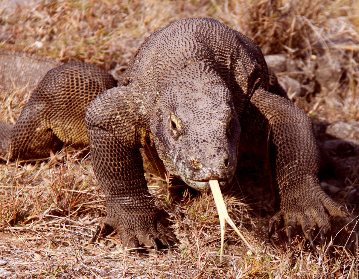 Komodo - 4 Nights
