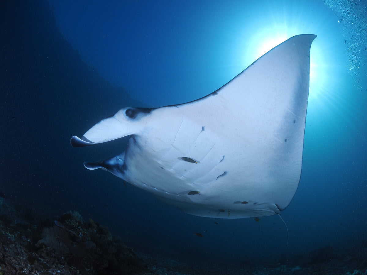 Komodo - 4 Nights