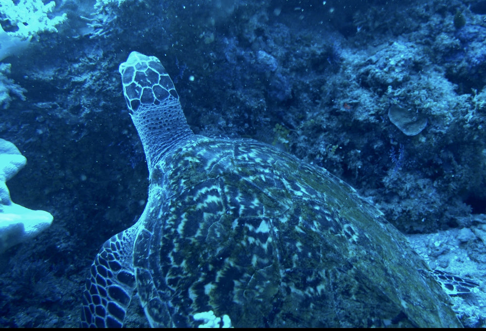 Guided Scuba Diving