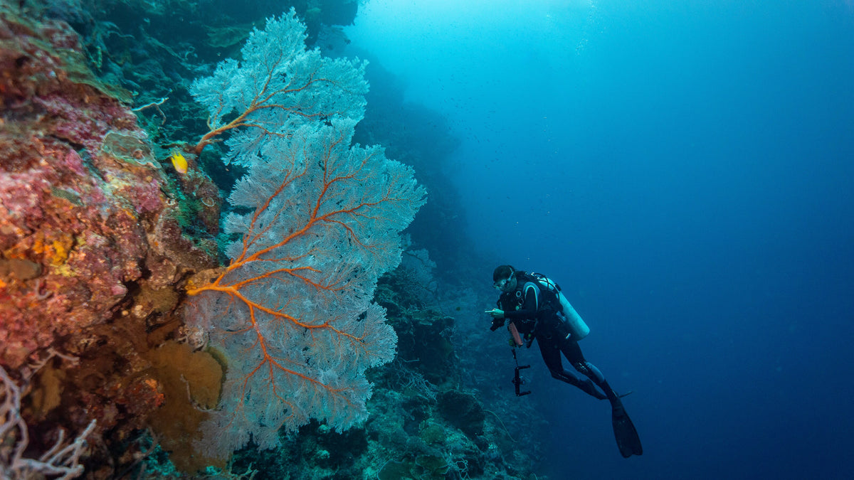 Scuba diver beside a giant gorgonian sea fan on a reef near Munda, Solomon Islands