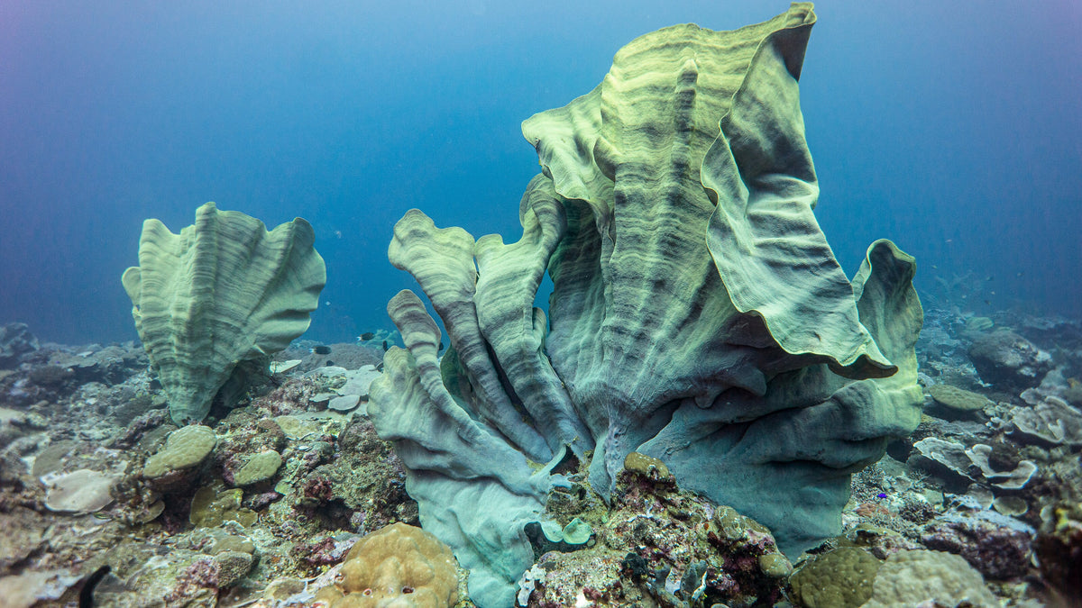 Large elephant ear sponges on the seabed near Munda, Solomon Islands