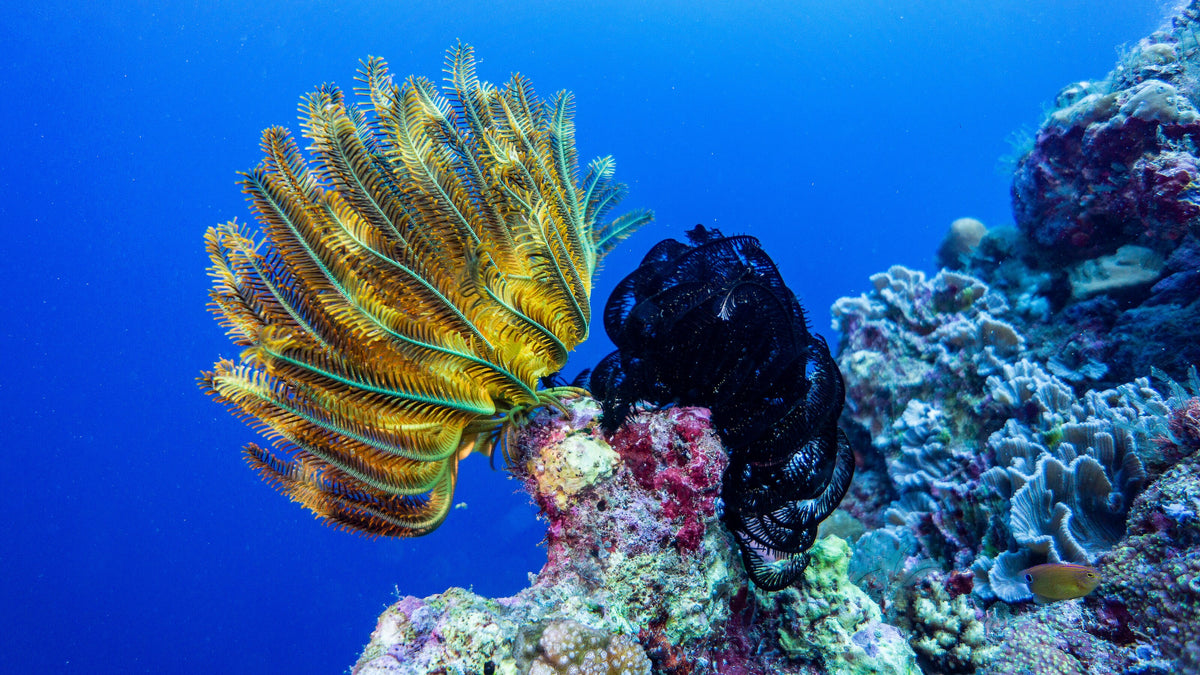 Feather star spreading its arms above a reef near Munda, Solomon Islands