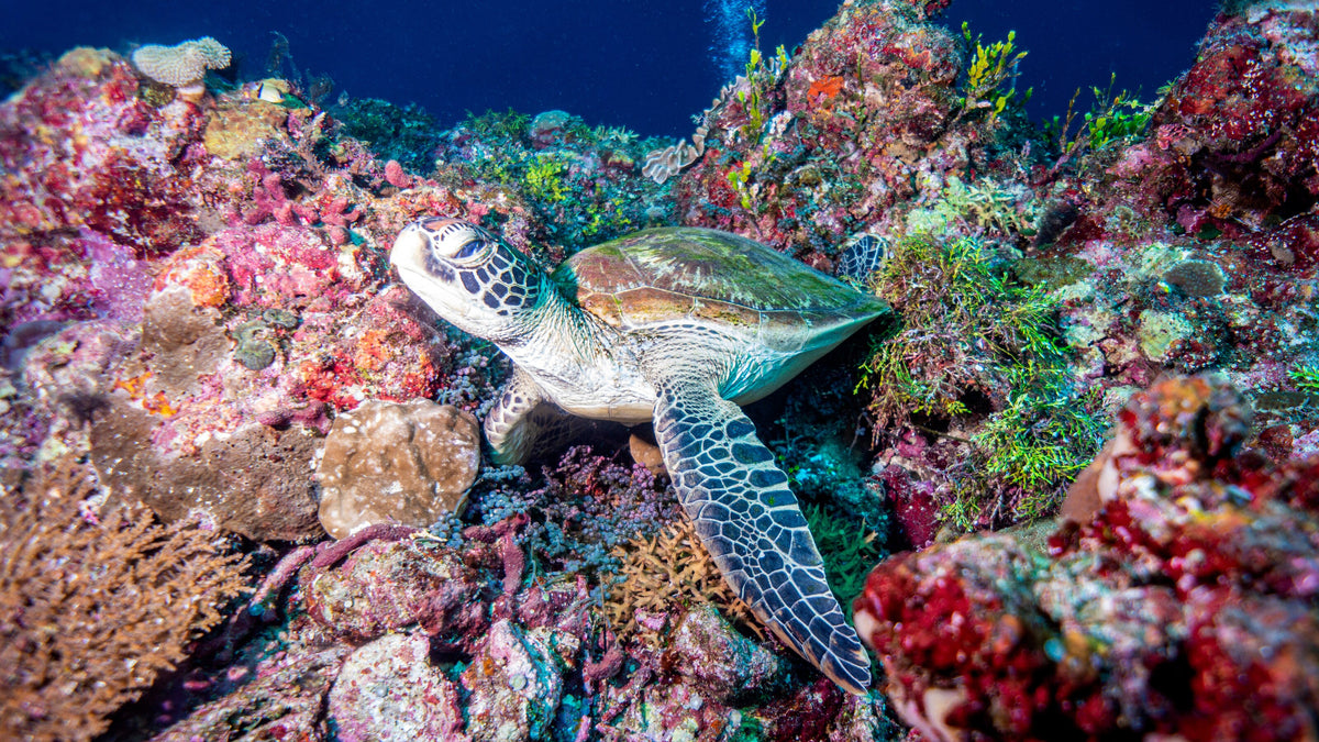 Sea turtle resting among colourful corals on a reef near Munda, Solomon Islands