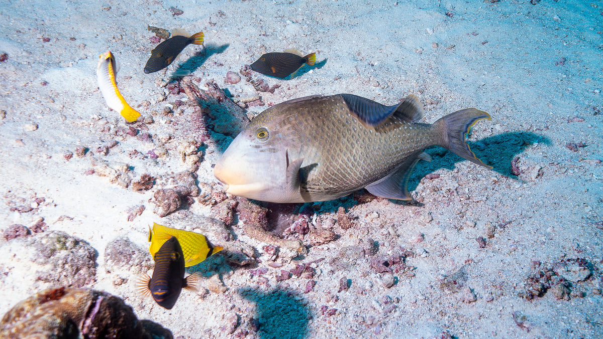 Titan triggerfish above the seabed near Munda, Solomon Islands