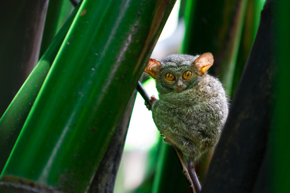 Tangkoko Nature Reserve