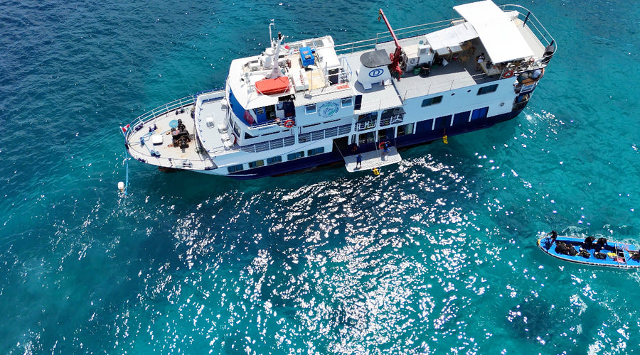 M/Y Dolphin
