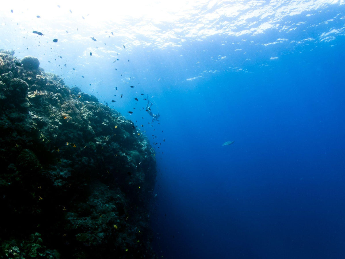 Nomad Bajau — Exploration Cruise: Forgotten Islands & Hammerhead Encounters
