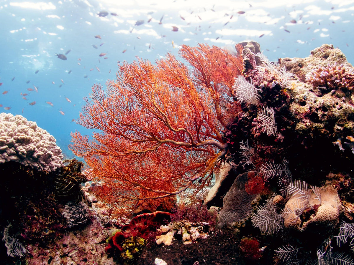 Nomad Bajau — Exploration Cruise: Forgotten Islands & Hammerhead Encounters
