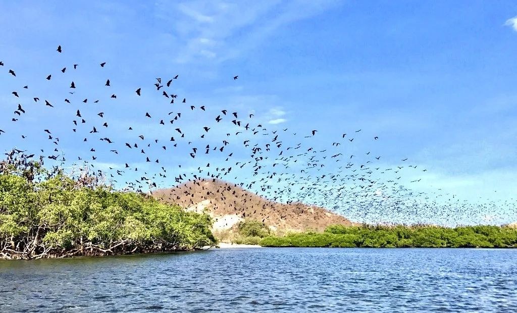 Nomad Bajau — Exploration Cruise: Komodo to Alor