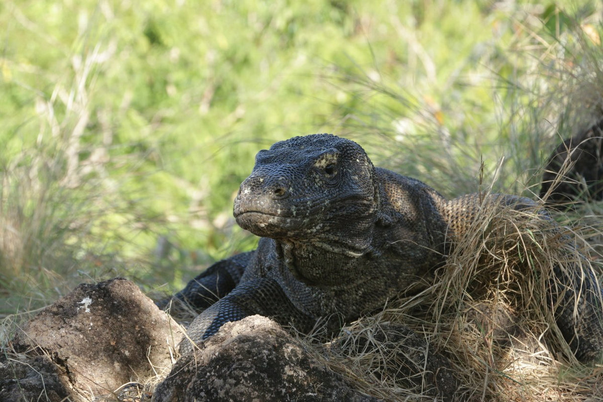 Nomad Bugis — Komodo Leisure Snorkeling
