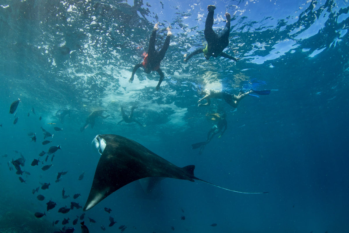 Nomad Bugis — Komodo Leisure Snorkeling