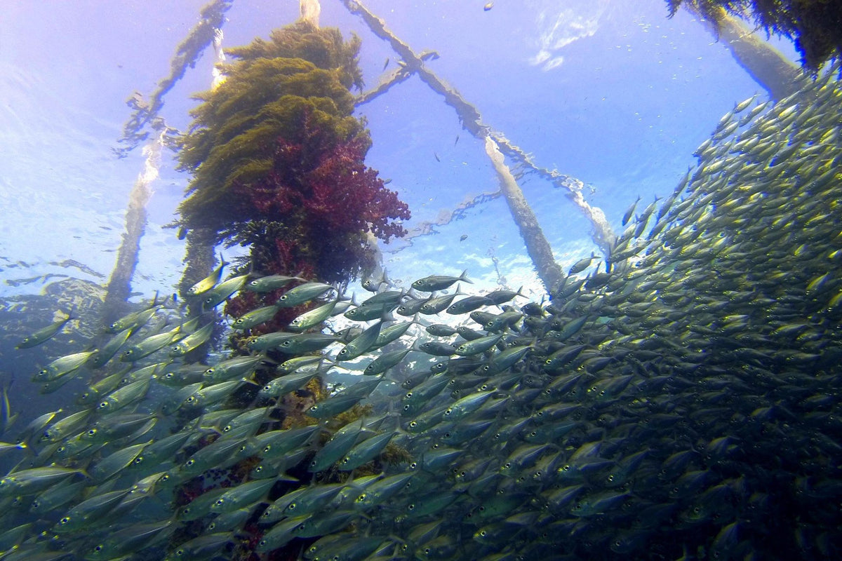 Nomad Bugis — Raja Ampat