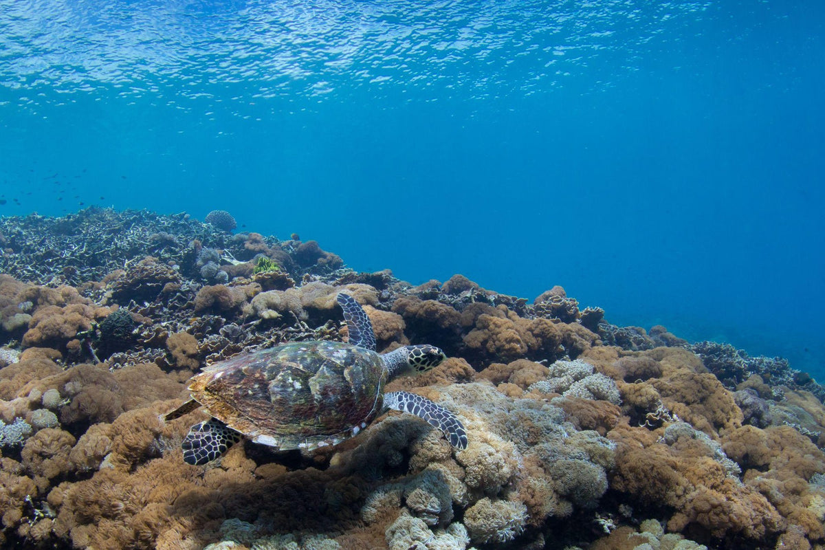 Nomad Bajau — Exploration: Adventure Cruise of Sulawesi