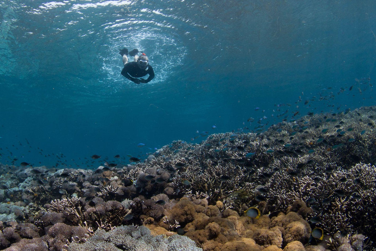 Nomad Bajau — Exploration: Adventure Cruise of Sulawesi