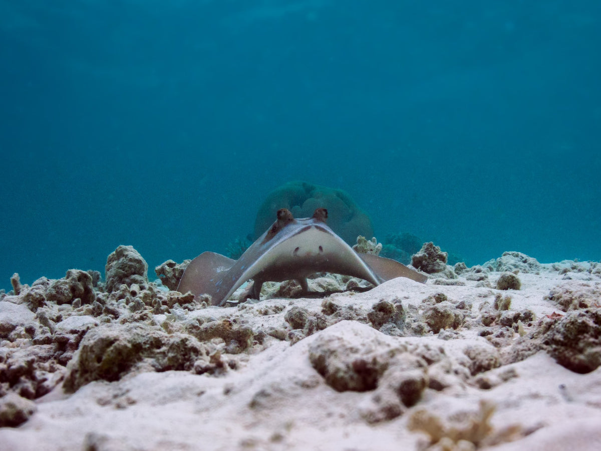 Nomad Bugis — Komodo & Taka Bonerate National Park