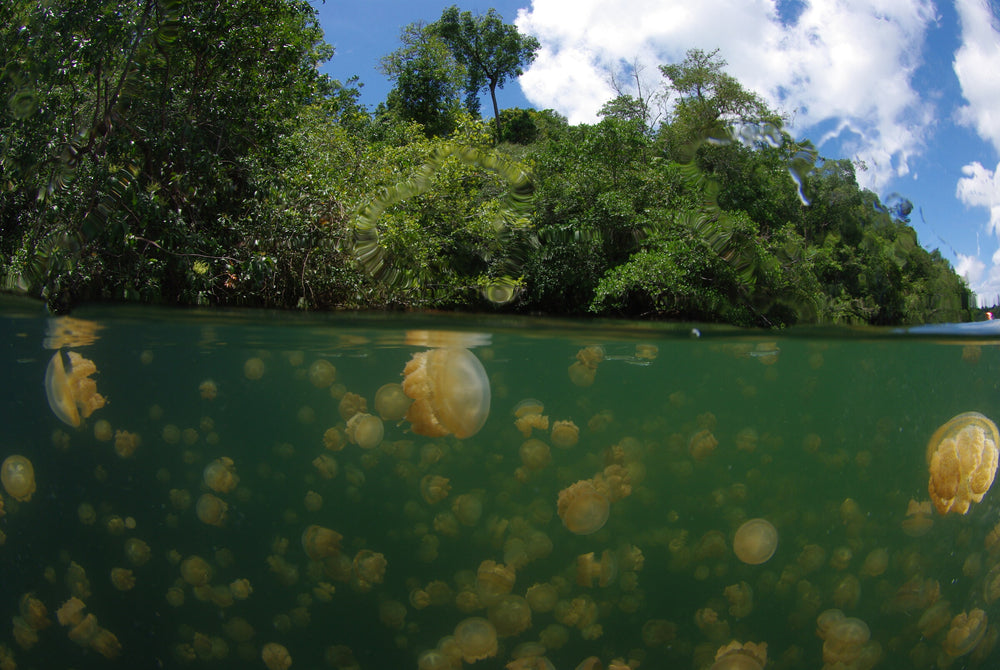 Kakaban, Sangalaki & Jellyfish Lake