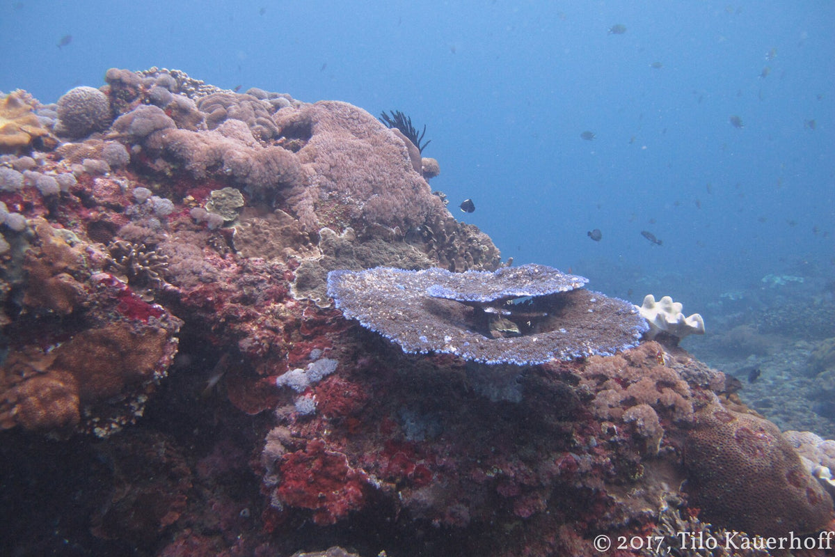 Table corals and reef fish at Crystal Bay, Nusa Penida