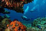 Coral reef diving around Nusa Penida and Nusa Lembongan