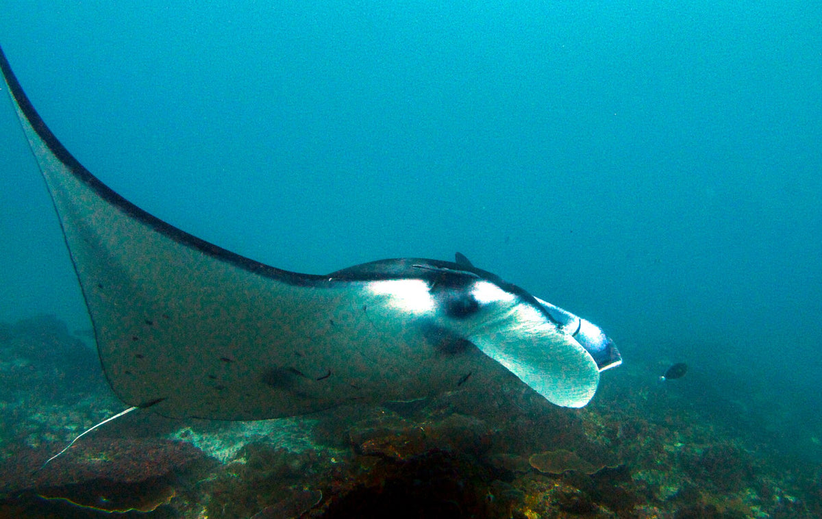 Manta ray passing close to the camera off Nusa Penida