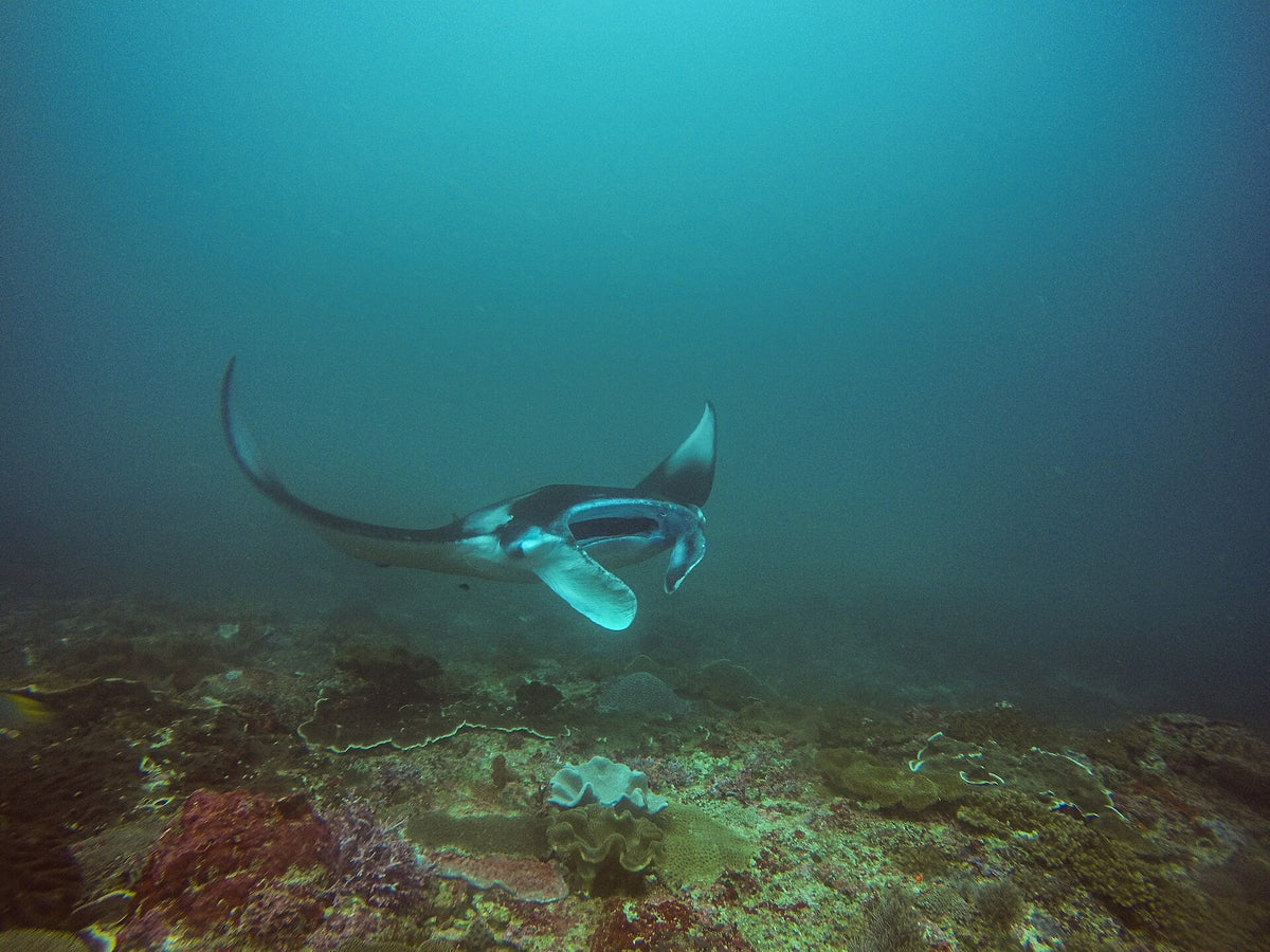 Manta ray above the seabed at Manta Bay, Nusa Penida
