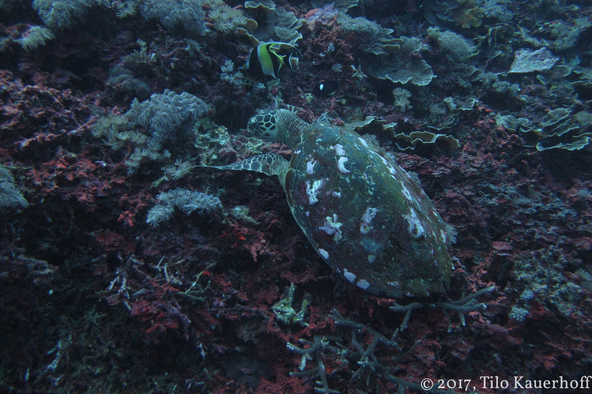 Sea turtle feeding on the reef around Nusa Penida