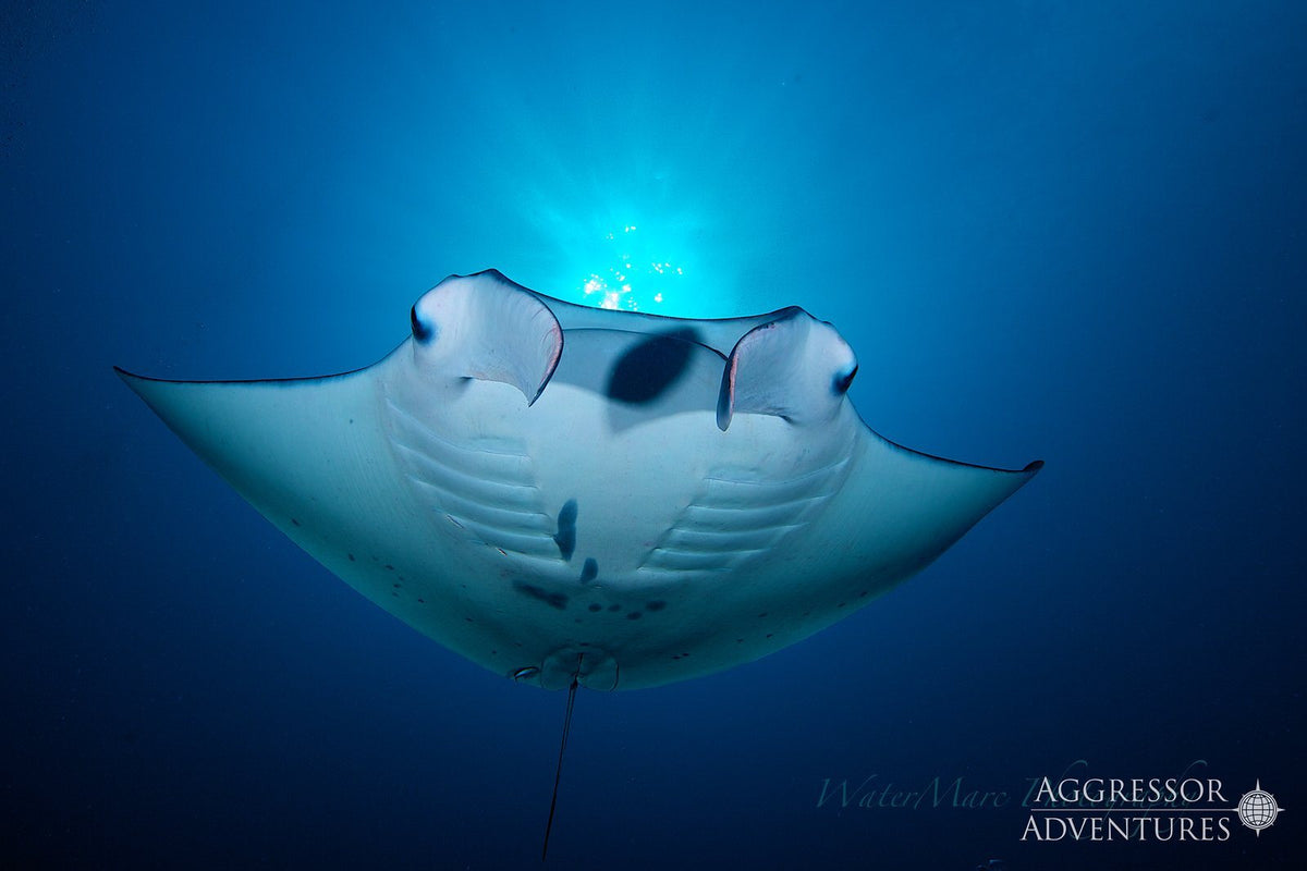 Palau