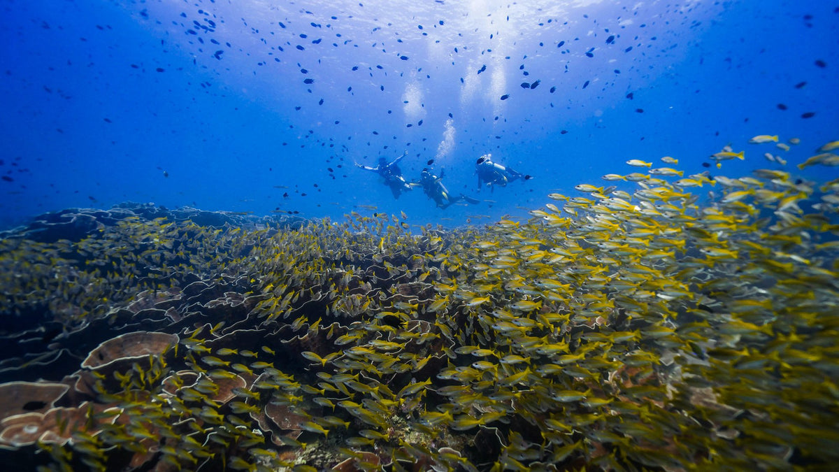 Schooling reef fish over corals in the blue water of Bacuit Bay