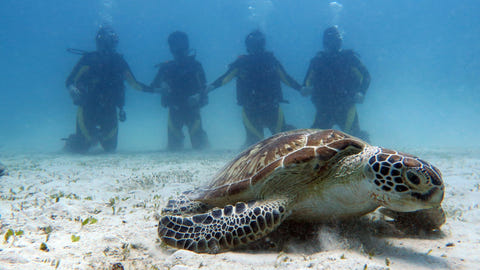Sea turtle resting on the seabed with divers in the background in El Nido