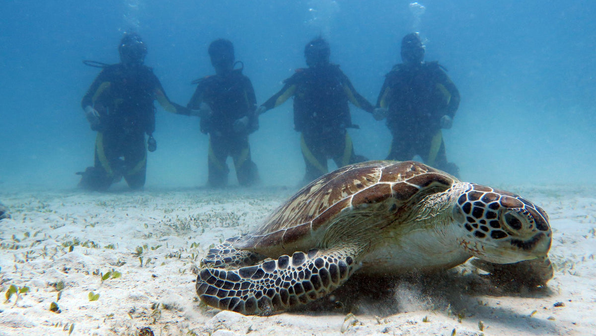 Sea turtle resting on the seabed with divers in the background in El Nido