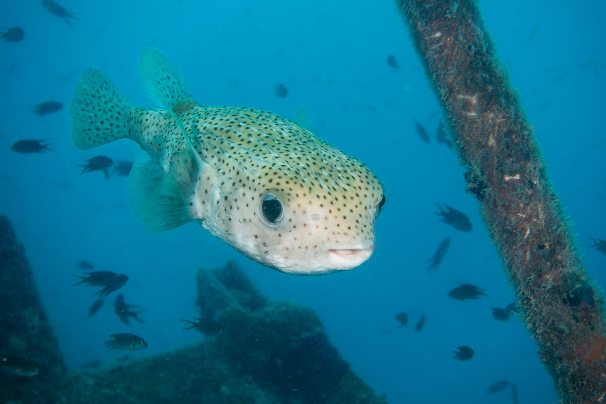 Porcupinefish swimming in the waters of the Perhentian Islands, Malaysia