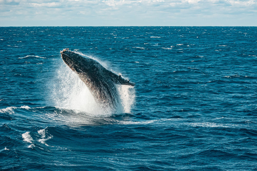 Timor-Leste: Blue Whale & Atauro Expedition