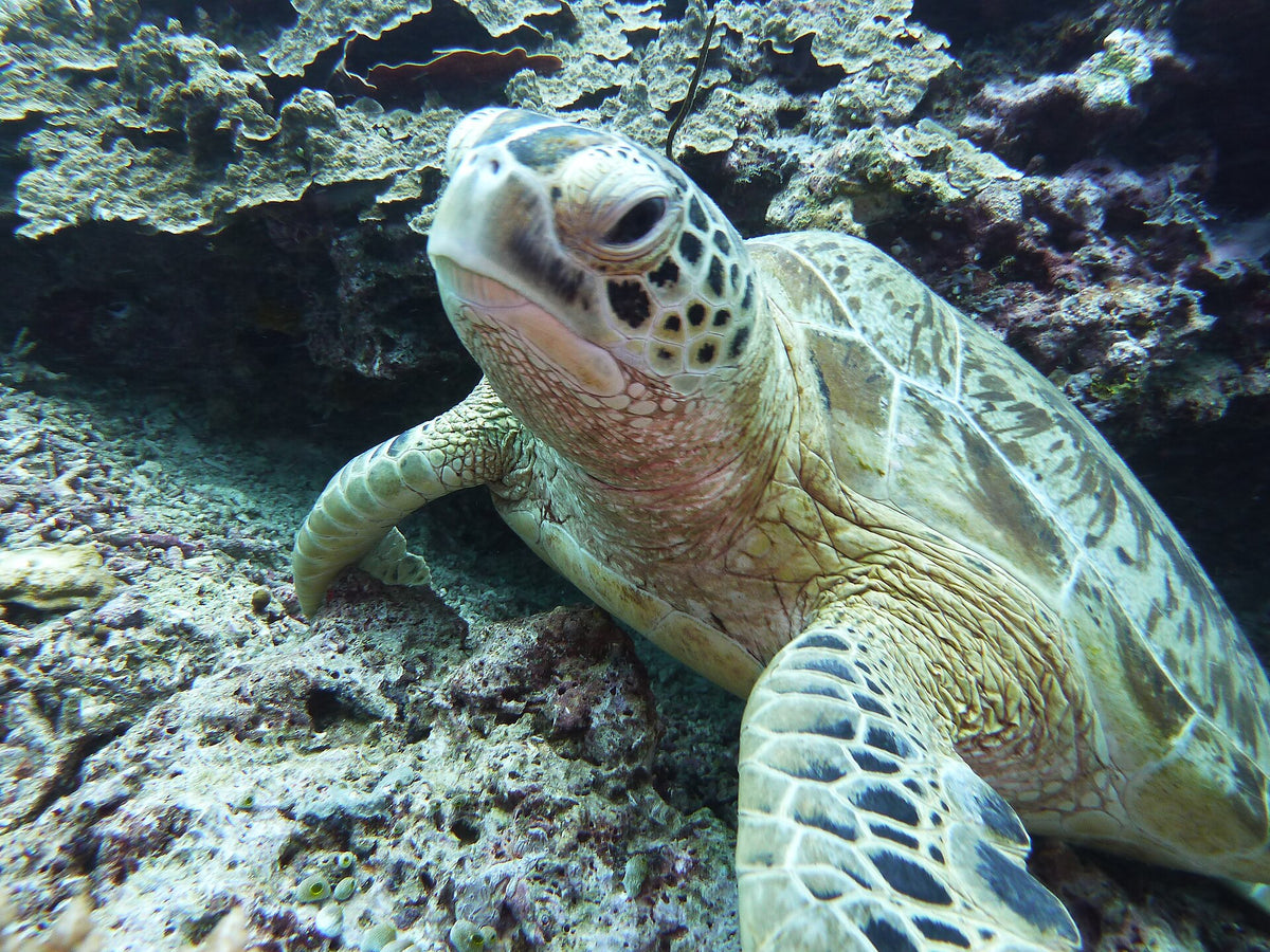 Green turtle resting on the reef at Pom Pom Island, outer Semporna