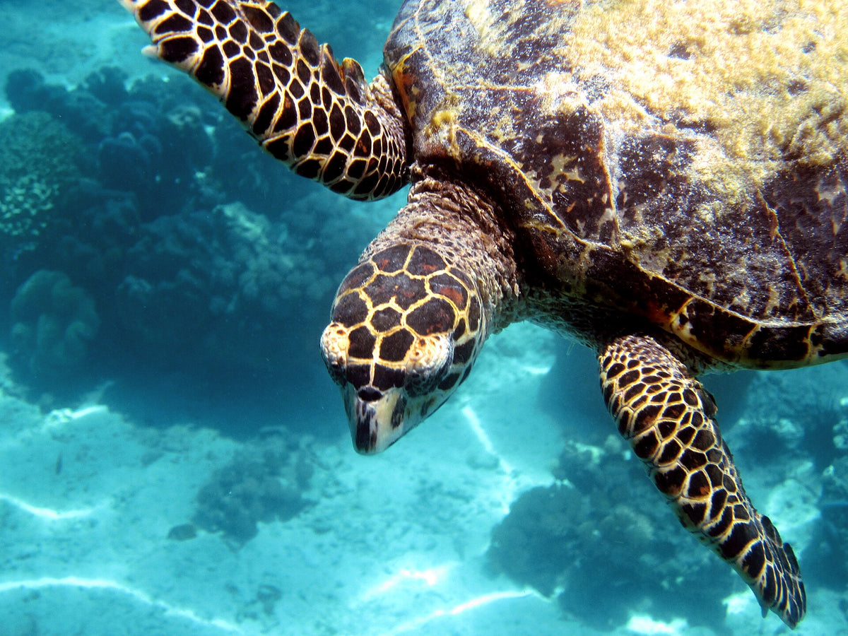 Hawksbill turtle swimming at Pom Pom Island, Sabah