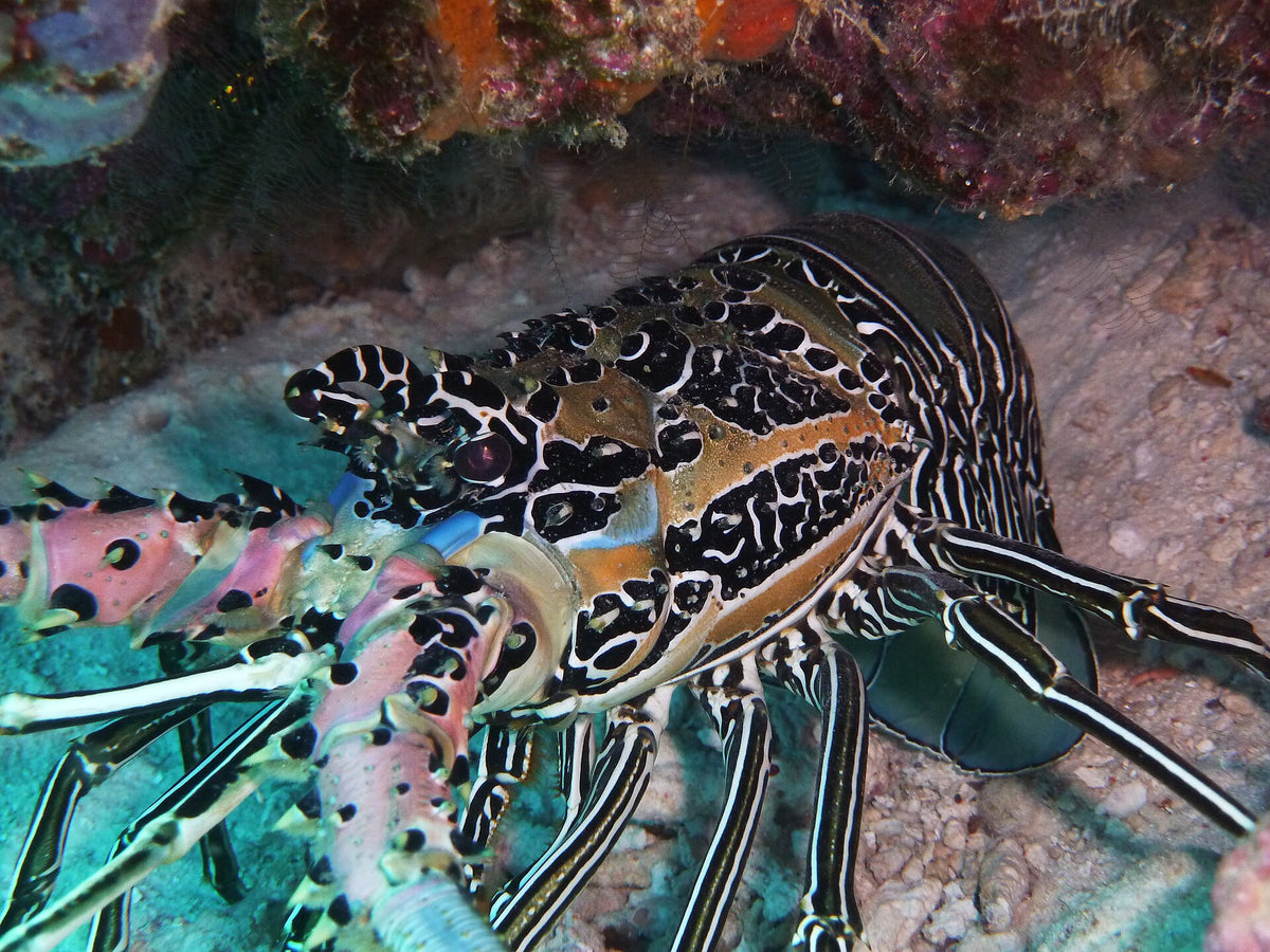 Painted lobster sheltering on the reef at Pom Pom Island