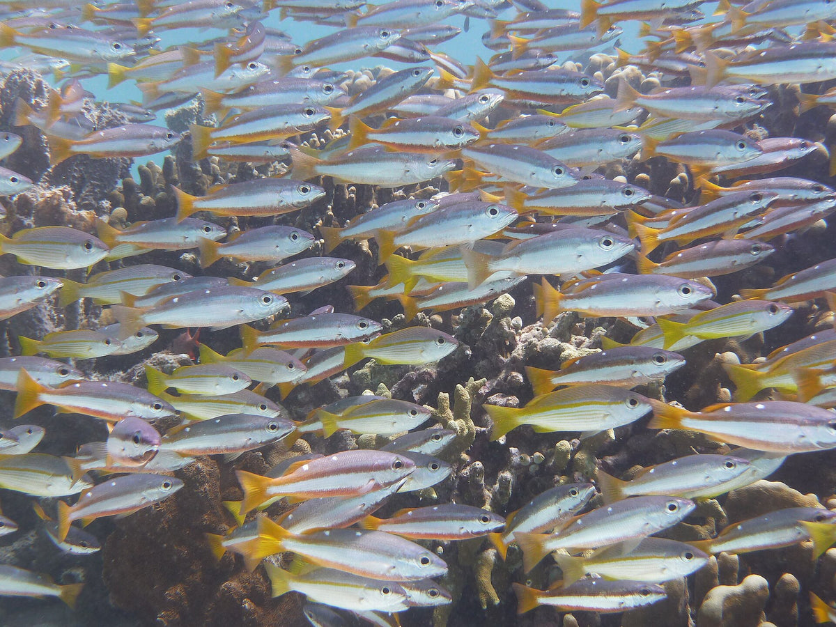School of yellow-striped snapper at Pom Pom Island, Sabah